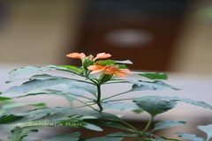 Crossandra infundibuliformis